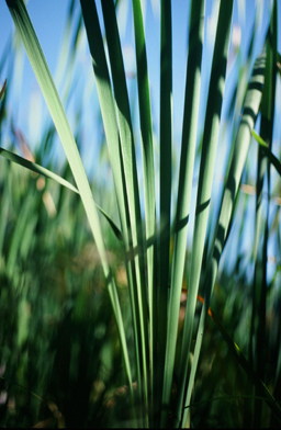 Grasses Along Williams Lake